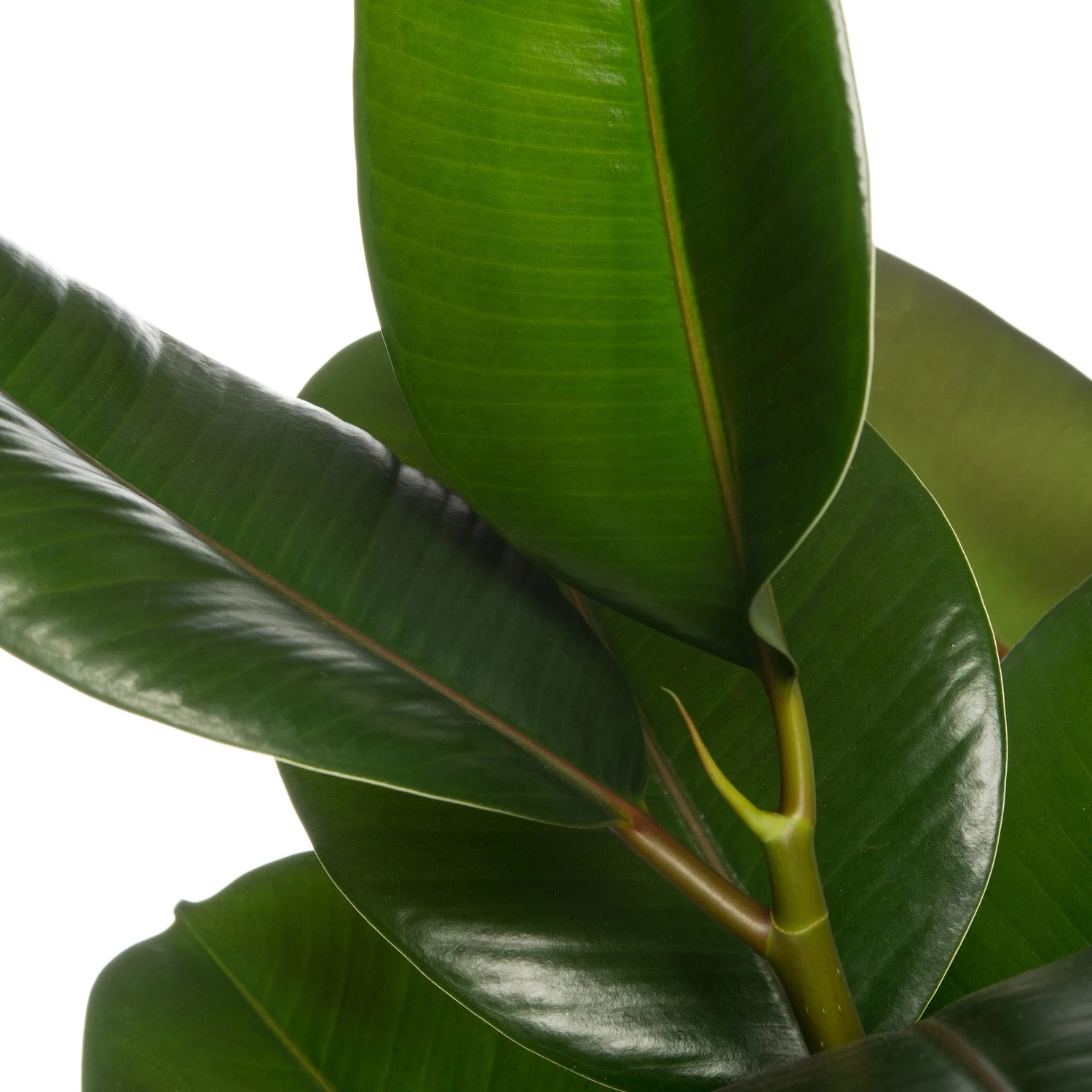 Rubberboom (Ficus Elastica 'Robusta') D 19 H 55 Cm 2 Rubberboom (Ficus Elastica 'Robusta') D 19 H 55 Cm - Afbeelding 2