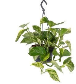 Scindapsus (Epipremnum Pinnatum 'Marble Queen') D 15 H 30 Cm