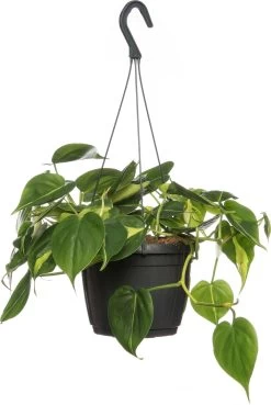 Philodendron (Philodendron Scandens 'Brasil') D 15 H 40 Cm