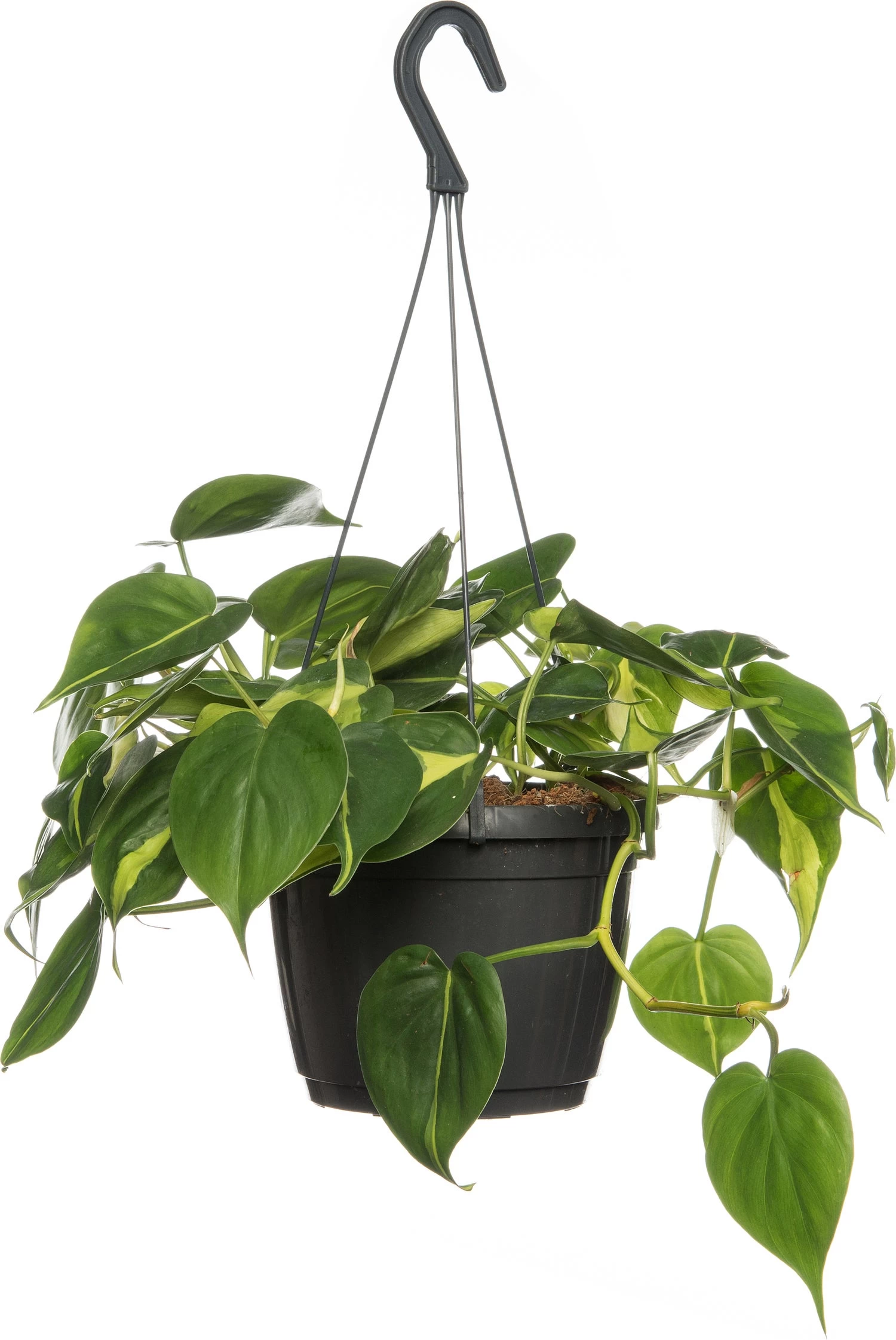 Philodendron (Philodendron Scandens 'Brasil') D 15 H 40 Cm 1 Philodendron (Philodendron Scandens 'Brasil') D 15 H 40 Cm