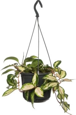 Wasbloem (Hoya Carnosa 'Tricolor') D 15 H 30 Cm