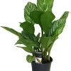 Aglaonema (Aglaonema 'Stripes') D 17 H 60 Cm