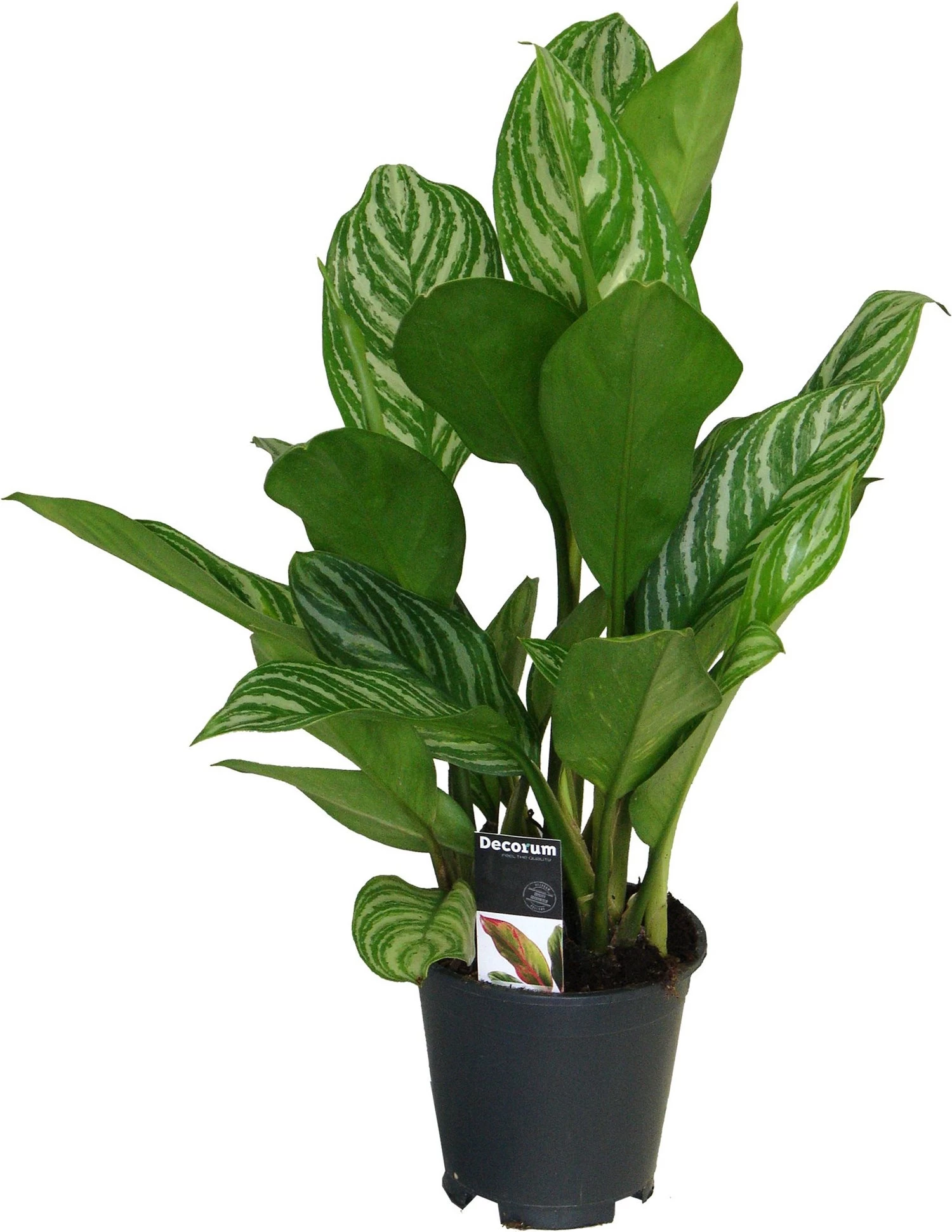 Aglaonema (Aglaonema 'Stripes') D 17 H 60 Cm 1 Aglaonema (Aglaonema 'Stripes') D 17 H 60 Cm
