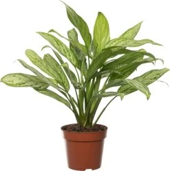 Aglaonema (Aglaonema 'Silver Queen') D 17 H 50 Cm