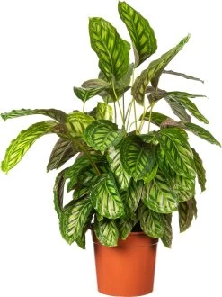 Calathea (Calathea 'Flamestar') D 27 H 75 Cm