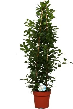 Vijgenboom (Ficus Microcarpa 'Moclame') D 27 H 150 Cm