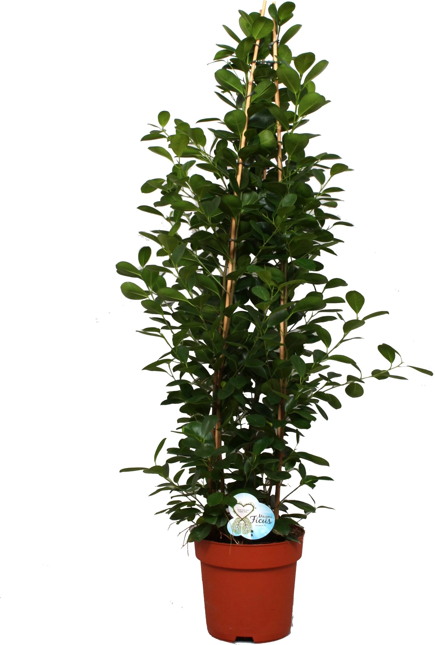 Vijgenboom (Ficus Microcarpa 'Moclame') D 27 H 150 Cm 1 Vijgenboom (Ficus Microcarpa 'Moclame') D 27 H 150 Cm