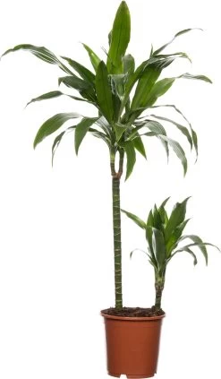Drakenbloedboom (Dracaena Fragrans 'Janet Craig') D 19 H 100 Cm