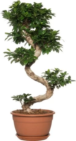 Chinese Vijg (Ficus Microcarpa 'Ginseng') D 30 H 110 Cm