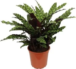 Calathea (Calathea Lancifolia 'Insigne') D 27 H 85 Cm