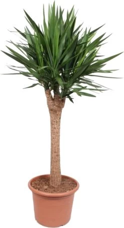 Yucca (Yucca Elephantipes) D 45 H 180 Cm