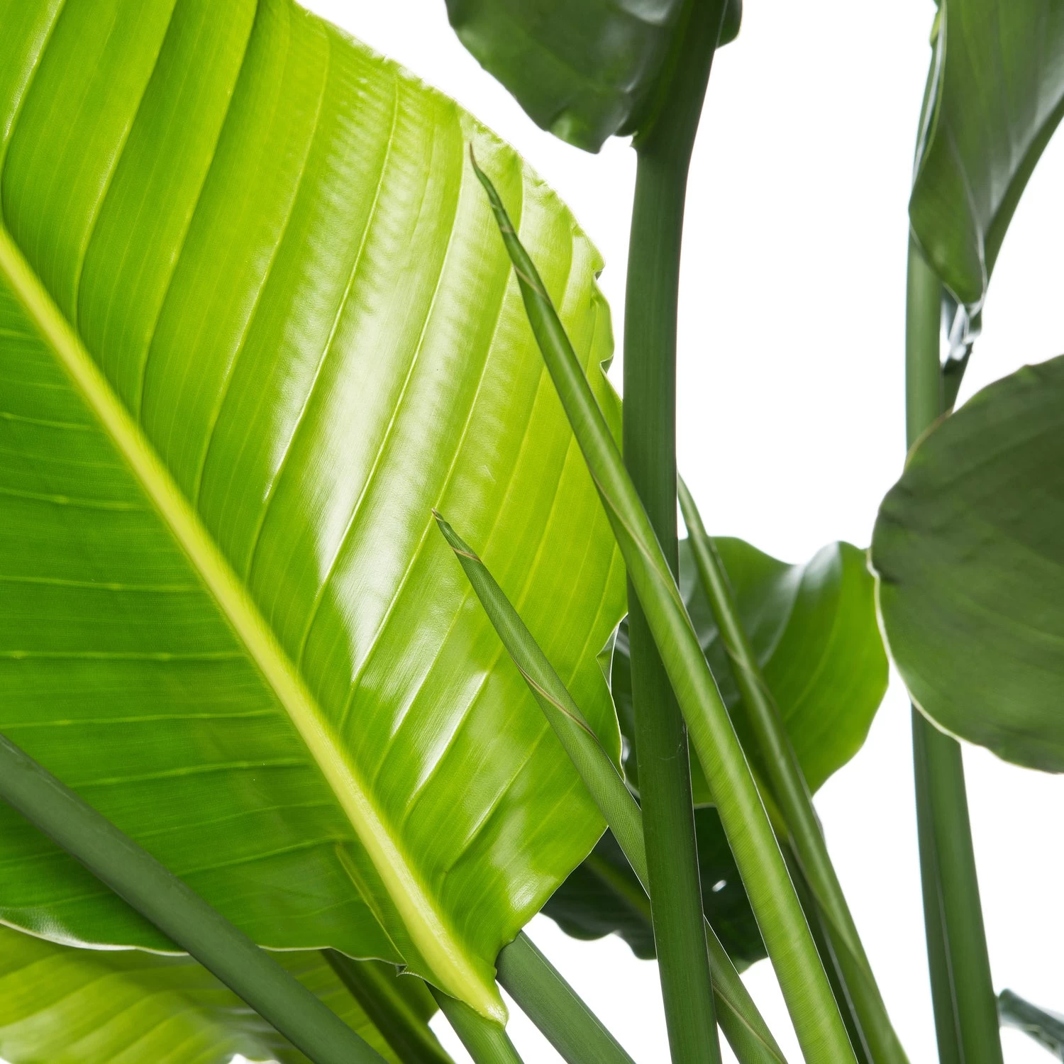 Paradijsvogelplant (Strelitzia Nicolai) D 35 H 150 Cm 2 Paradijsvogelplant (Strelitzia Nicolai) D 35 H 150 Cm - Afbeelding 2