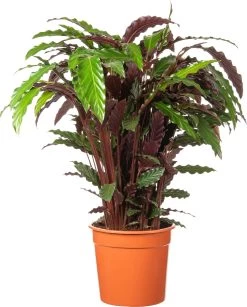 Calathea (Calathea Rufibarba 'Wavestar') D 27 H 100 Cm