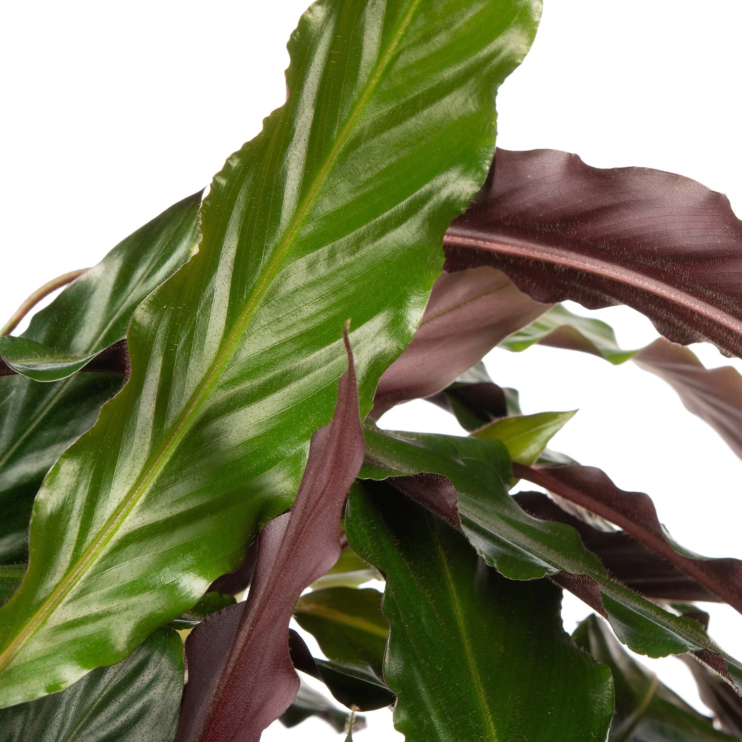 Calathea (Calathea Rufibarba 'Wavestar') D 27 H 100 Cm 2 Calathea (Calathea Rufibarba 'Wavestar') D 27 H 100 Cm - Afbeelding 2