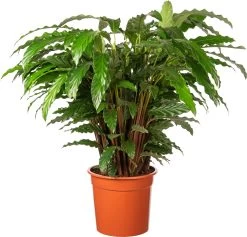 Calathea (Calathea Rufibarba 'Tropistar') D 27 H 95 Cm