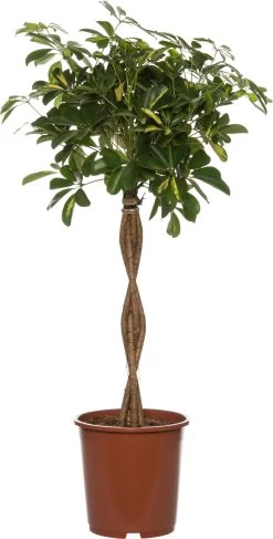 Vingersboom (Schefflera Arbolicola 'Gold Capella') D 27 H 120 Cm