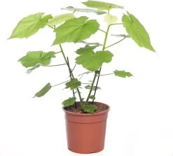 Kamerlinde (Sparmannia Africana) D 17 H 45 Cm