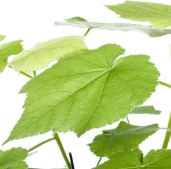 Kamerlinde (Sparmannia Africana) D 17 H 45 Cm -Kortingswinkel Voor Kamerplanten 8717263545026 2