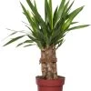 Yucca (Yucca 'Maya Tree') D 19 H 60 Cm