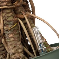 Philodendron (Philodendron 'Xantal') D 32 H 130 Cm -Kortingswinkel Voor Kamerplanten 8717263545187 3 1