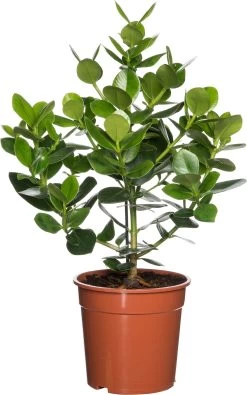 Clusia (Clusia Rosea 'Princess') D 21 H 55 Cm