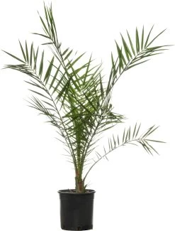 Canarische Dadelpalm (Phoenix Canariensis) D 19 H 90 Cm