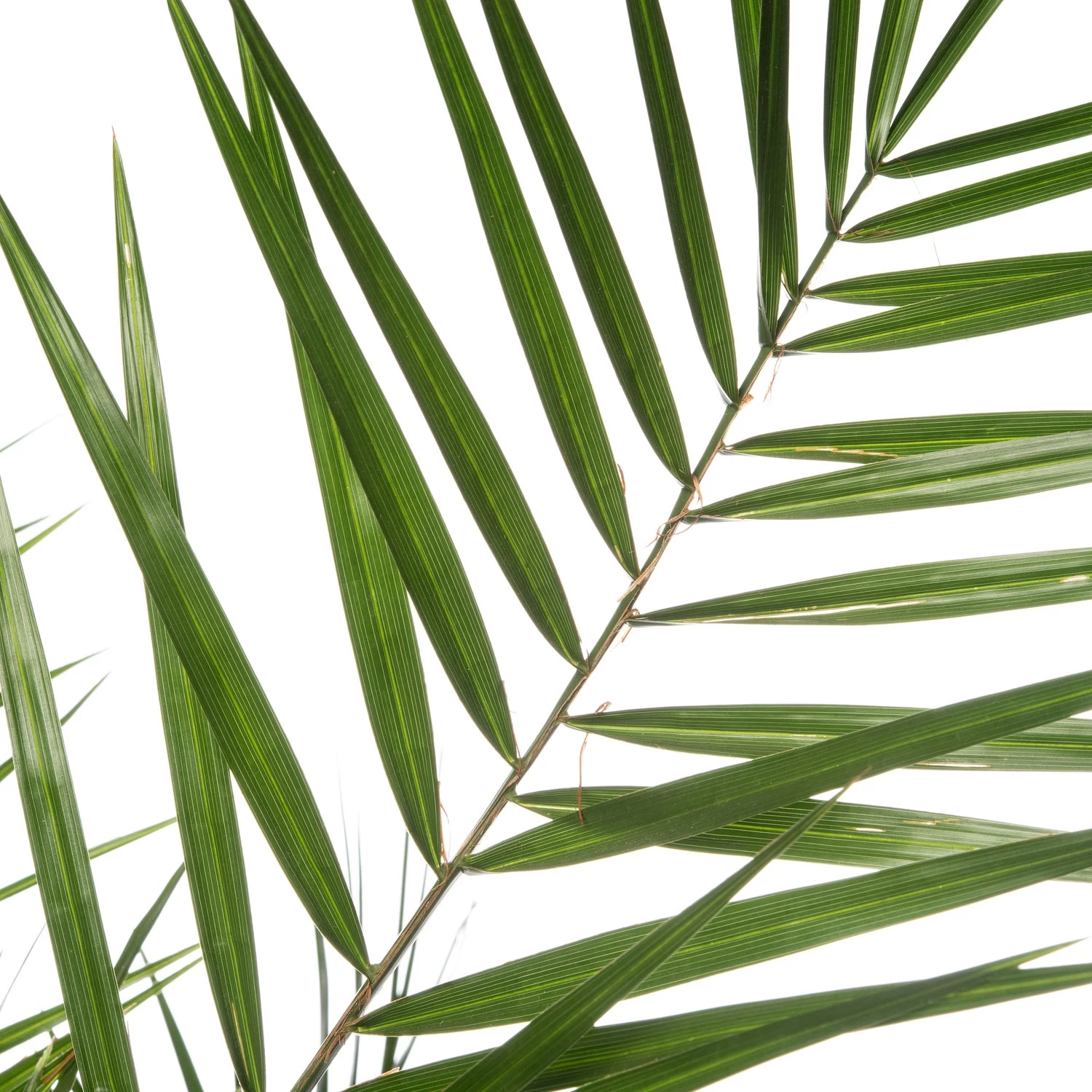 Canarische Dadelpalm (Phoenix Canariensis) D 19 H 90 Cm 2 Canarische Dadelpalm (Phoenix Canariensis) D 19 H 90 Cm - Afbeelding 2