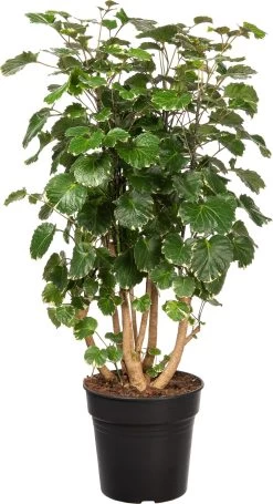 Aralia (Polyscias Scutellaria 'Balfouriana') D 27 H 110 Cm