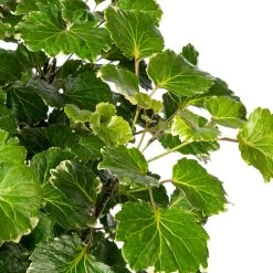 Aralia (Polyscias Scutellaria 'Balfouriana') D 27 H 110 Cm 5 Aralia (Polyscias Scutellaria 'Balfouriana') D 27 H 110 Cm -Kortingswinkel Voor Kamerplanten 8717263545569 2 1