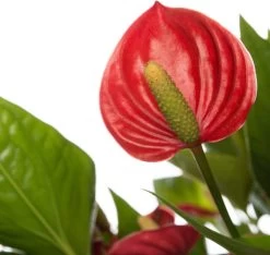 Flamingoplant (Anthurium Andraeanum 'Million Flowers') D 17 H 50 Cm -Kortingswinkel Voor Kamerplanten 8717263546214 2