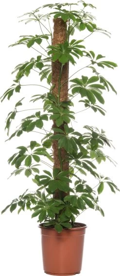 Vingersboom (Schefflera Arboricola 'Compacta') D 24 H 120 Cm