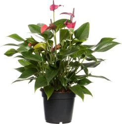 Flamingoplant (Anthurium Andrianum 'Karma Purple') D 17 H 50 Cm