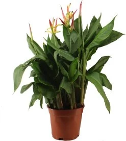 Heliconia (Heliconia 'Hawaii') D 17 H 80 Cm