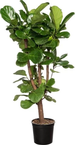 Vioolbladplant Vertakt (Ficus Lyrata) D 30 H 150 Cm