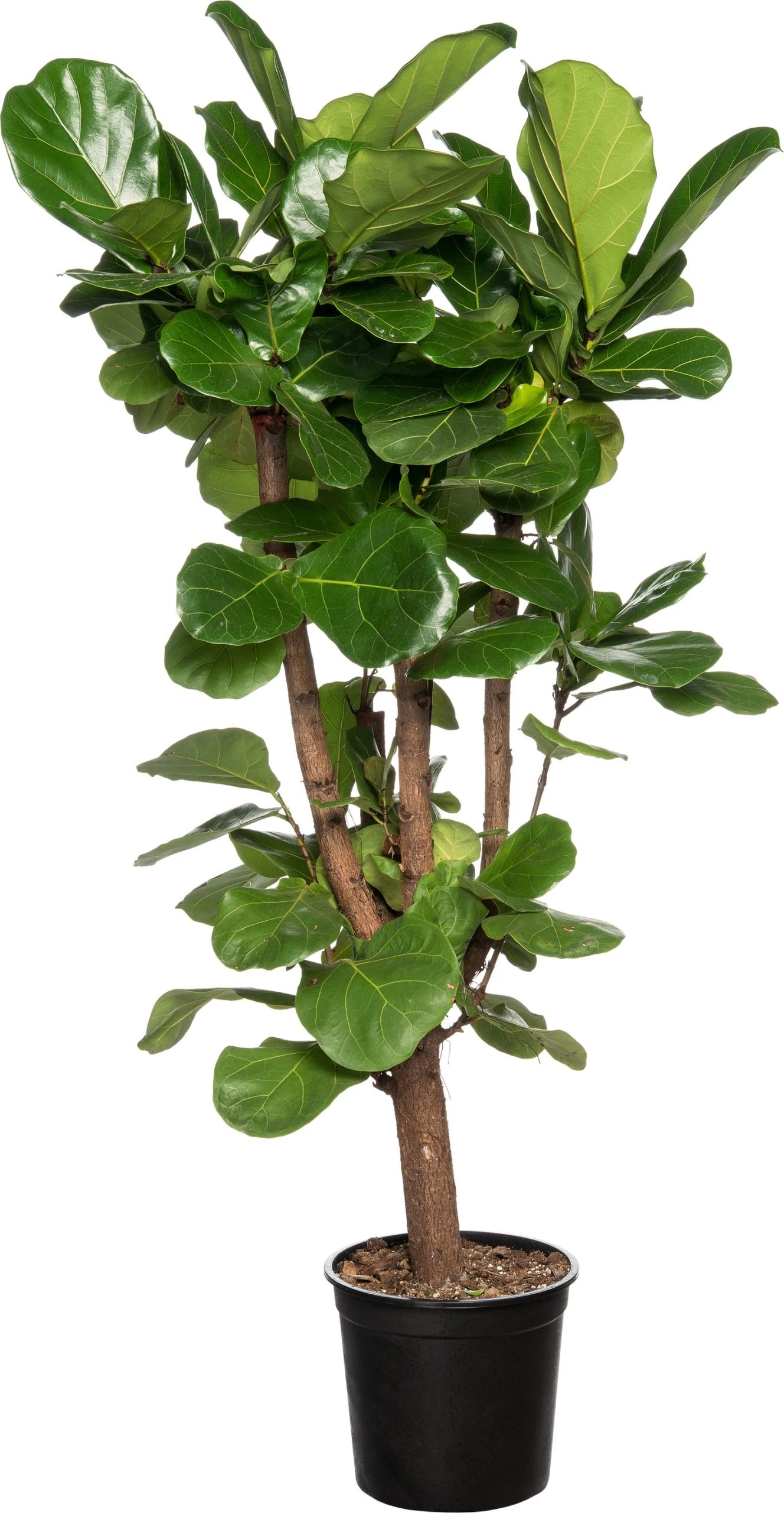 Vioolbladplant Vertakt (Ficus Lyrata) D 30 H 150 Cm 1 Vioolbladplant Vertakt (Ficus Lyrata) D 30 H 150 Cm