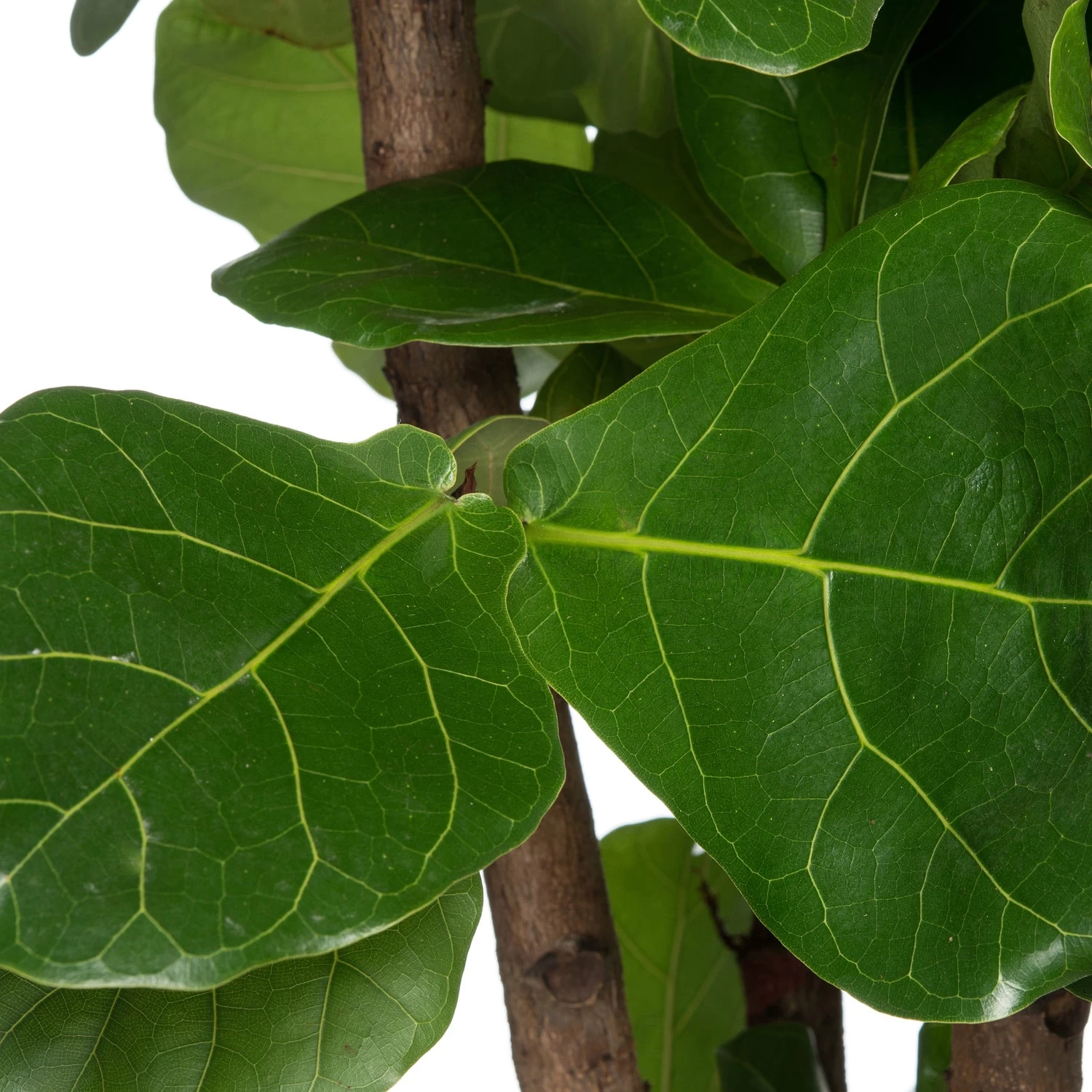 Vioolbladplant Vertakt (Ficus Lyrata) D 30 H 150 Cm 2 Vioolbladplant Vertakt (Ficus Lyrata) D 30 H 150 Cm - Afbeelding 2