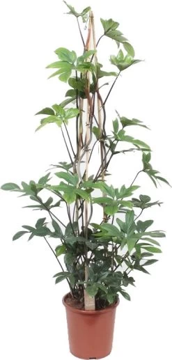 Philodendron (Philodendron Pedatum) D 27 H 150 Cm