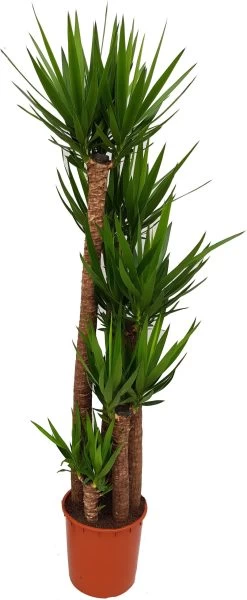 Yucca (Yucca Elephantipes) D 35 H 190 Cm