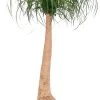 Olifantsvoet (Beaucarnea Recurvata) D 40 H 160 Cm