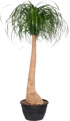 Olifantsvoet (Beaucarnea Recurvata) D 40 H 160 Cm