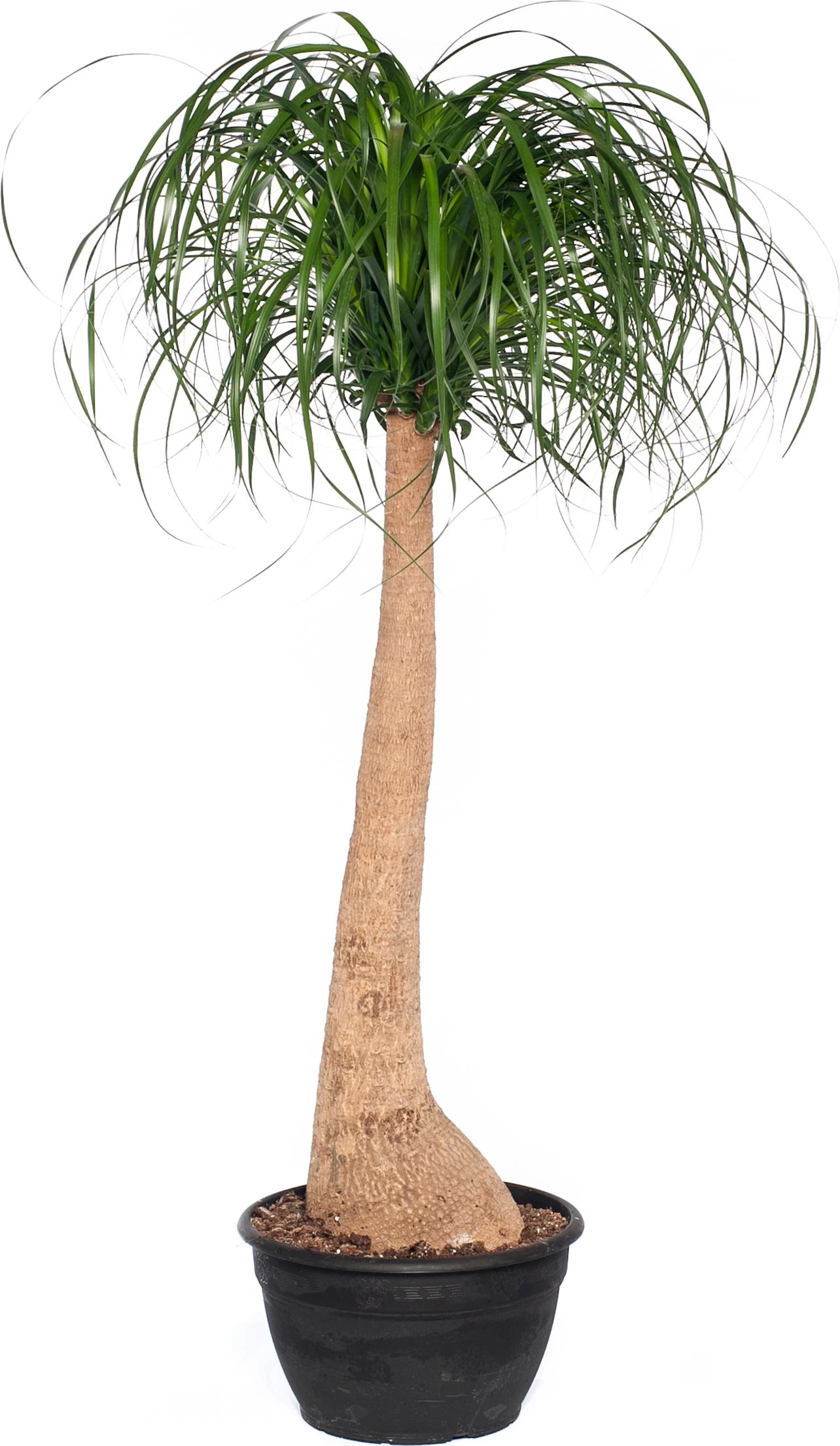 Olifantsvoet (Beaucarnea Recurvata) D 40 H 160 Cm 1 Olifantsvoet (Beaucarnea Recurvata) D 40 H 160 Cm