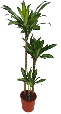 Drakenbloedboom (Dracaena Fragrans) D 24 H 140 Cm -Kortingswinkel Voor Kamerplanten 8717263547167 3