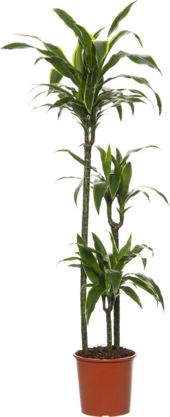 Drakenbloedboom (Dracaena Fragrans 'd'Art') D 24 H 140 Cm