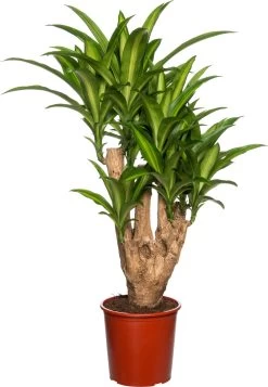 Drakenbloedboom (Dracaena Fragrans 'Massangeana') D 27 H 110 Cm