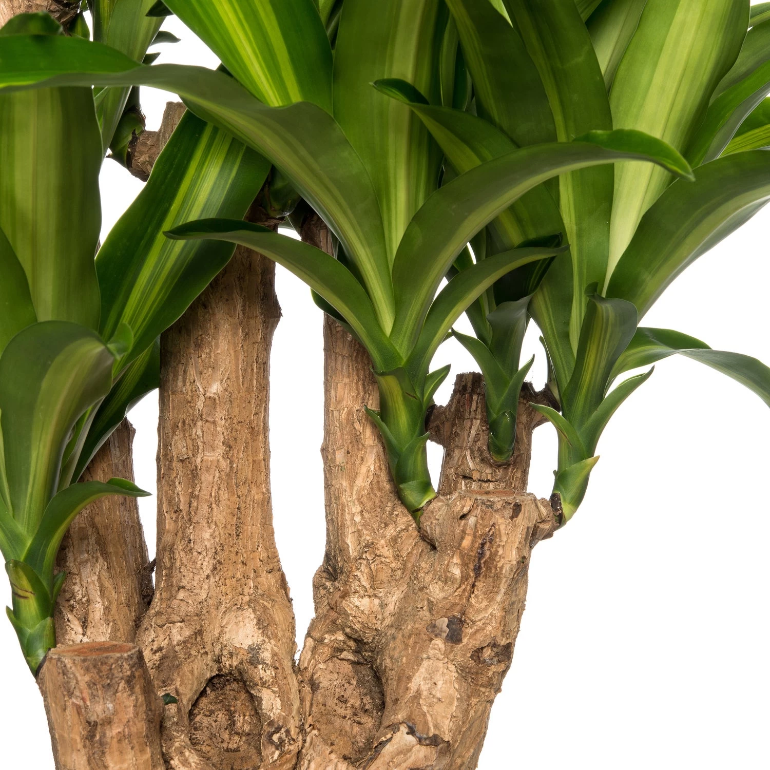 Drakenbloedboom (Dracaena Fragrans 'Massangeana') D 27 H 110 Cm 2 Drakenbloedboom (Dracaena Fragrans 'Massangeana') D 27 H 110 Cm - Afbeelding 2