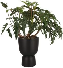 Philidendron (Philodendron 'Xanadu') D 30 H 95 Cm