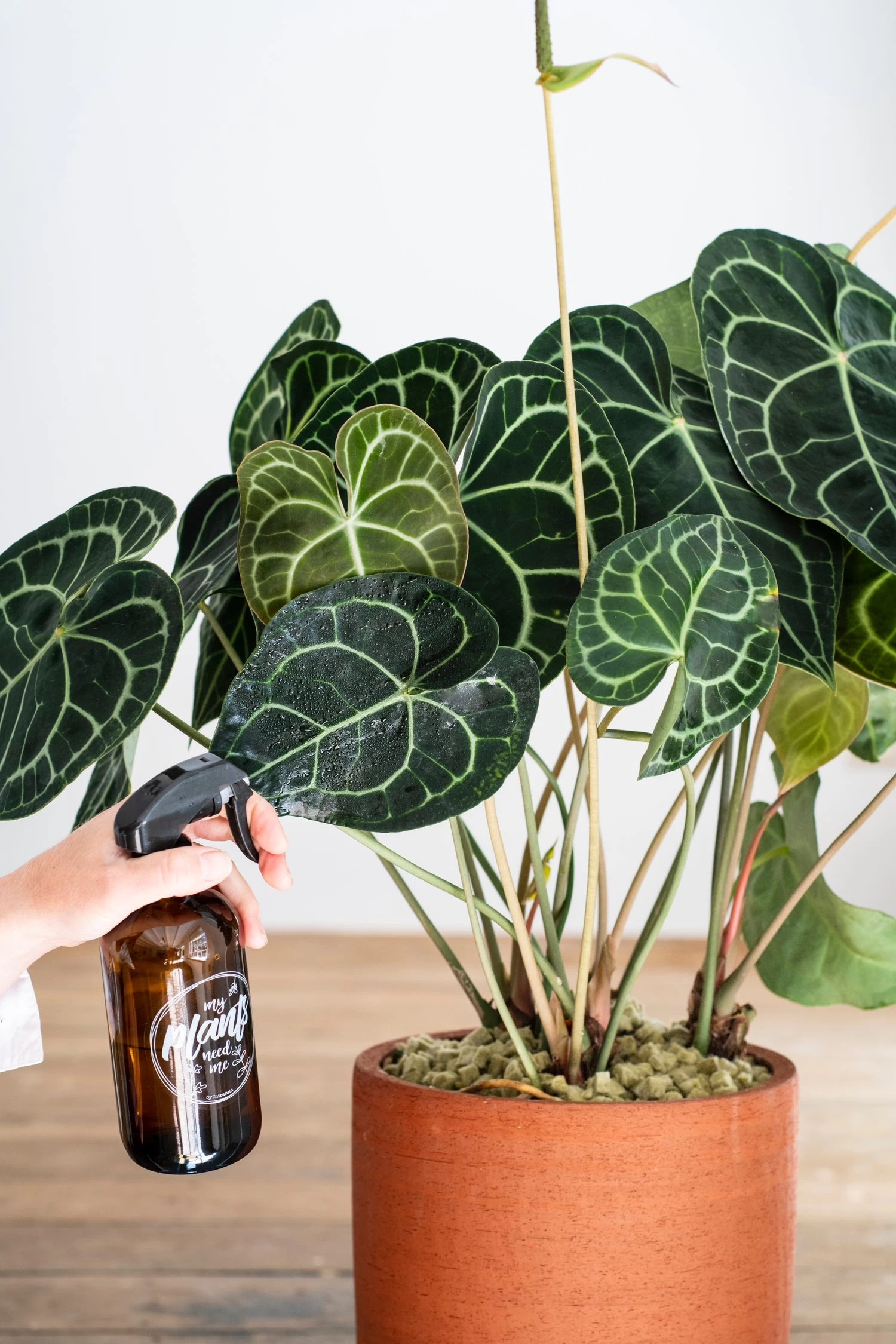 Aderplant (Anthurium Clarinervium) D 32 H 75 Cm 1 Aderplant (Anthurium Clarinervium) D 32 H 75 Cm