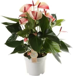 Flamingoplant (Anthurium Andraeanum 'Mystique') D 17 H 55 Cm