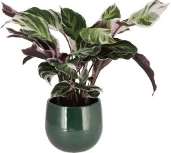 Bonte Calathea (Calathea 'Fushion White') D 14 H 40 Cm