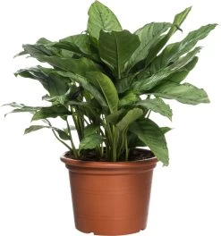 Aglaonema (Aglaonema 'BJ Freedman') D 40 H 80 Cm